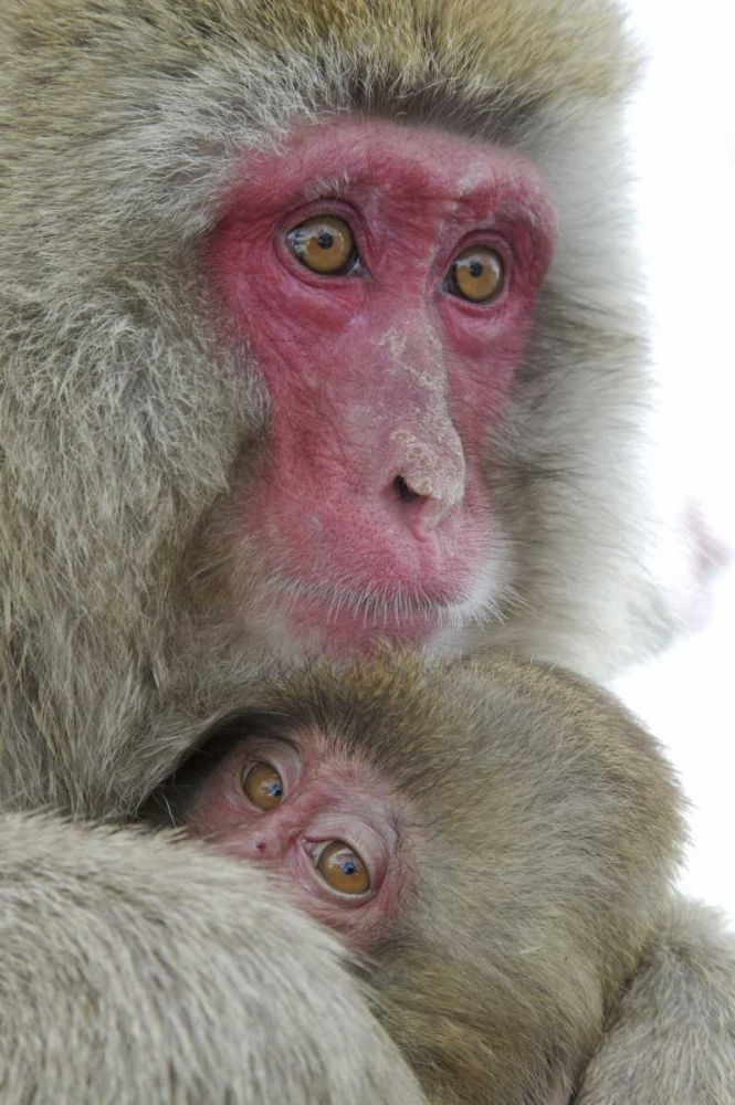 Japan Snow monkey clinging to its mother